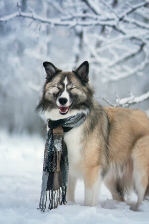 Dog wearing scarf in winter parkの写真素材
