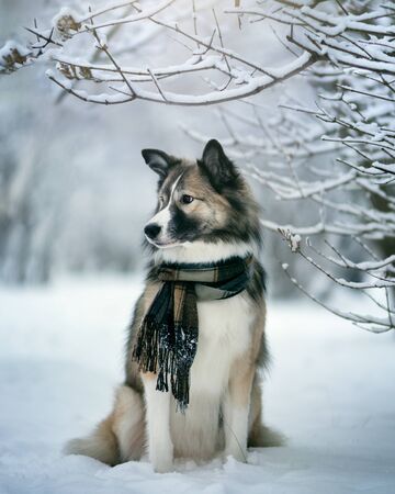 Dog wearing scarf in winter parkの写真素材
