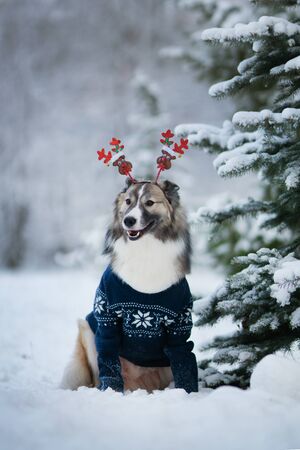 Dog wearing scarf in winter parkの写真素材