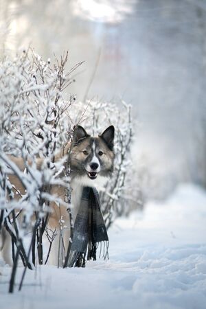 Dog wearing scarf in winter parkの写真素材