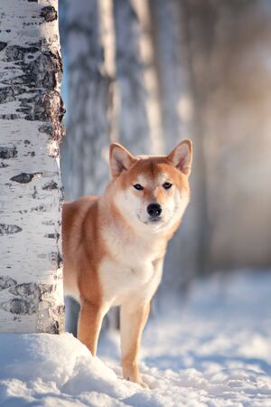 Shiba Inu dog in winter. Japanese dogの写真素材