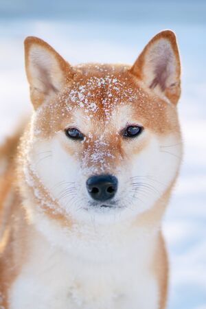 Shiba Inu dog in winter. Japanese dogの写真素材