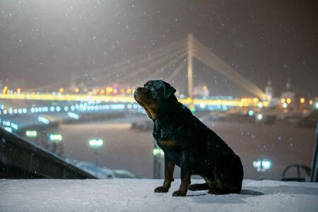 Rottweiler dog. Winter snowy nightの写真素材