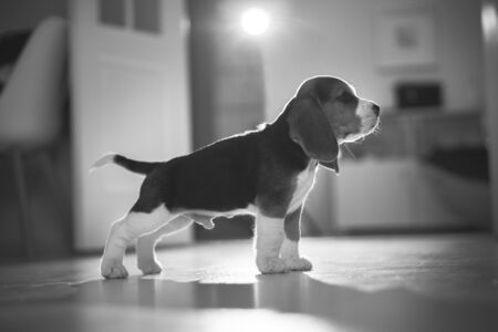Beagle puppy. Studio shotの写真素材
