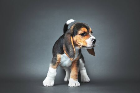 Beagle puppy. Studio shotの写真素材