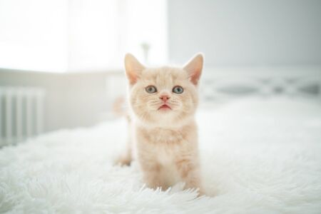 Cute Shorthair British Kitten Indoorsの写真素材