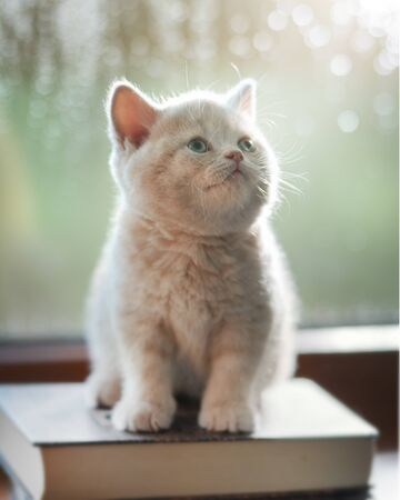 Cute Shorthair British Kitten Indoorsの写真素材