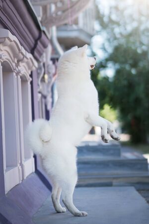 White Akita Inu Dog in the cityの写真素材