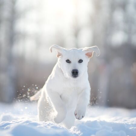 Labrador puppy dog in winter. Outdoorの写真素材