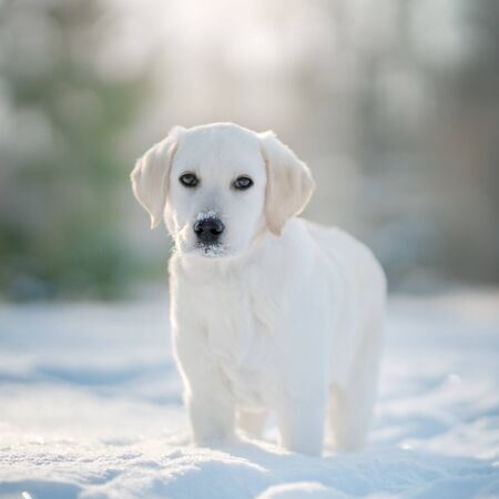 Labrador puppy dog in winter. Outdoorの写真素材