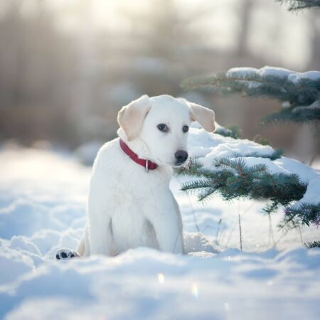 Labrador puppy dog in winter. Outdoorの写真素材