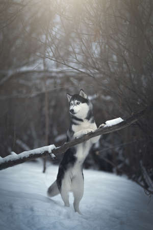 Husky dog in winter, Outdoor shotの写真素材