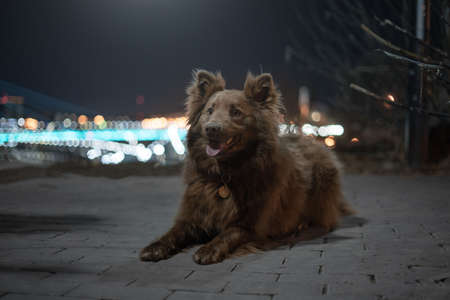 Adult mongrel dog in the night cityの写真素材