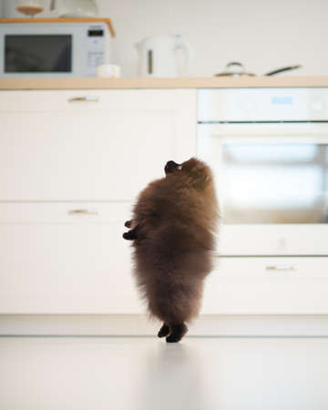 One adult Pomeranian Black Spitz. Studio photographyの写真素材