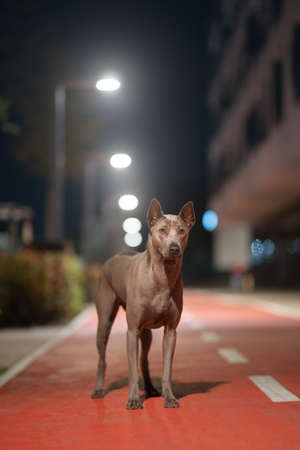 The Thai Ridgeback in the night cityの写真素材