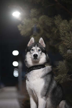 Siberian husky. Adult dog in the night cityの写真素材