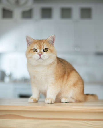 British golden chinchilla. Ginger cat studio photoの写真素材