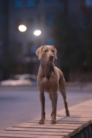Weimaraner dog iin the night cityの写真素材