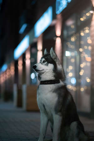 Siberian husky. Adult dog in the night cityの写真素材