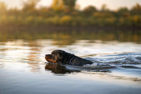 Rottweiler dog on the lake. Summer sunsetの写真素材