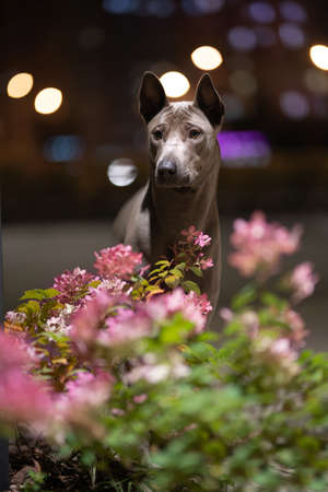 The Thai Ridgeback in the night cityの写真素材