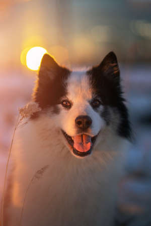 The Yakutian Laika. Big dog at sunsetの写真素材