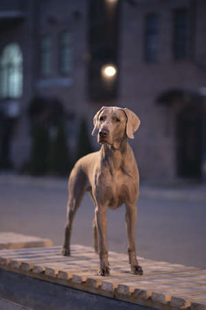 Weimaraner dog iin the night cityの写真素材