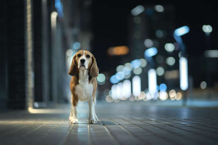 Adult beagle dog in the night cityの写真素材