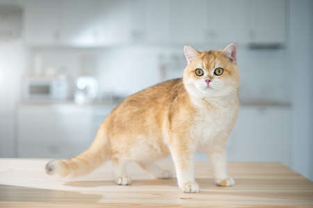 British golden chinchilla. Ginger cat studio photoの写真素材