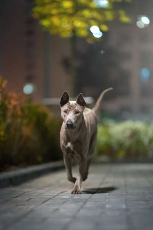 The Thai Ridgeback in the night cityの写真素材