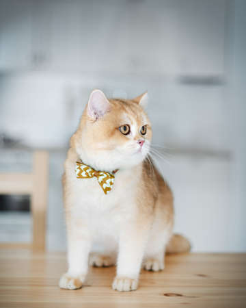 British golden chinchilla. Ginger cat studio photoの写真素材