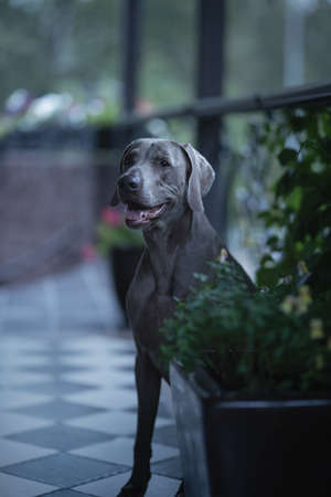 Weimaraner dog iin the night cityの写真素材
