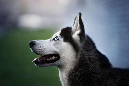 Husky dog. outdoors at sunsetの写真素材