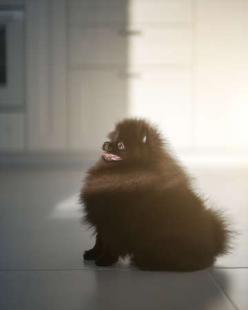 One adult Pomeranian Black Spitz. Studio photographyの写真素材