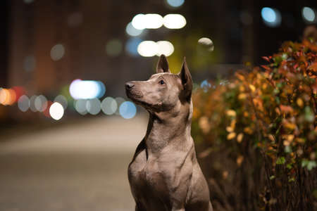 The Thai Ridgeback in the night cityの写真素材