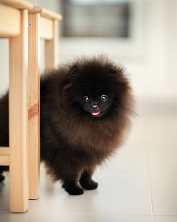 One adult Pomeranian Black Spitz. Studio photographyの写真素材