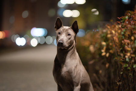 The Thai Ridgeback in the night cityの写真素材