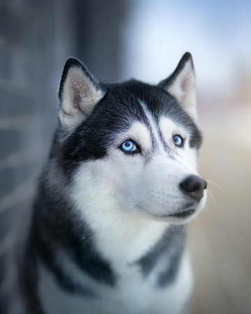 Husky dog in winter, Outdoor shotの写真素材