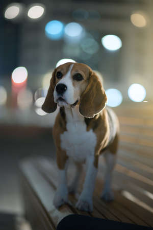 Adult beagle dog in the night cityの写真素材