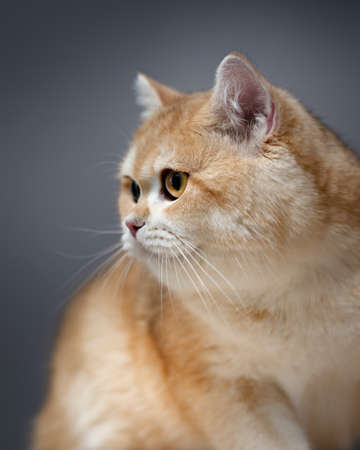 British golden chinchilla. Ginger cat studio photoの写真素材