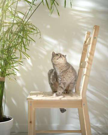 Yoga cat on a chair. Scottish straight catの写真素材