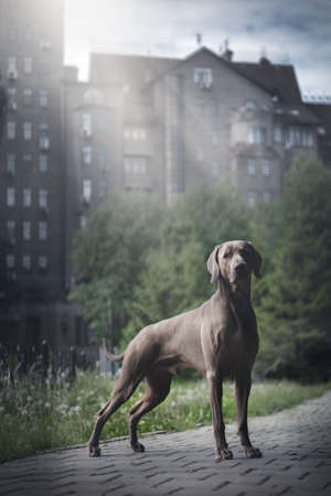 Weimaraner dog in the parkの写真素材