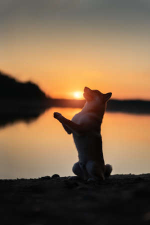 Shiba inu dog near the lake at sunsetの写真素材