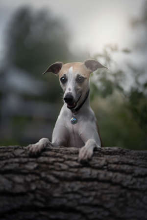 Whippet dog in a dark forest. Summer timeの写真素材