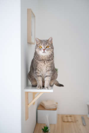 Scottish straight cat is resting in the kitchenの写真素材
