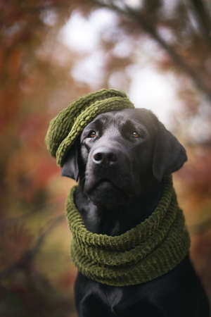 Labrador retriever in autumn park, Septemberの写真素材