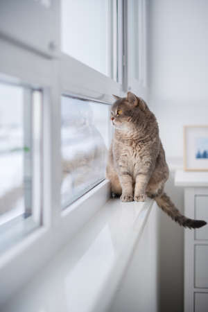 Scottish Cat sitting on the windowsill next to the windowの写真素材