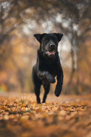 Labrador retriever in autumn park, Septemberの写真素材