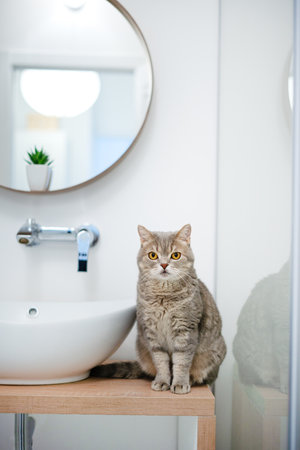 Scottish cat is sitting in the bathroomの写真素材