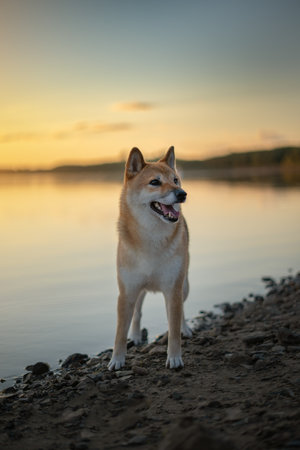 Shiba inu dog near the lake at sunsetの写真素材